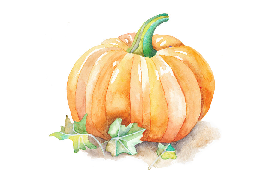 Watercolor painting of halloween pumpkin. Wiccan pagan clipart instant download from hand-painted watercolor paintings. Great for journals pagan products, book of shadows and creating your own withch gifts.