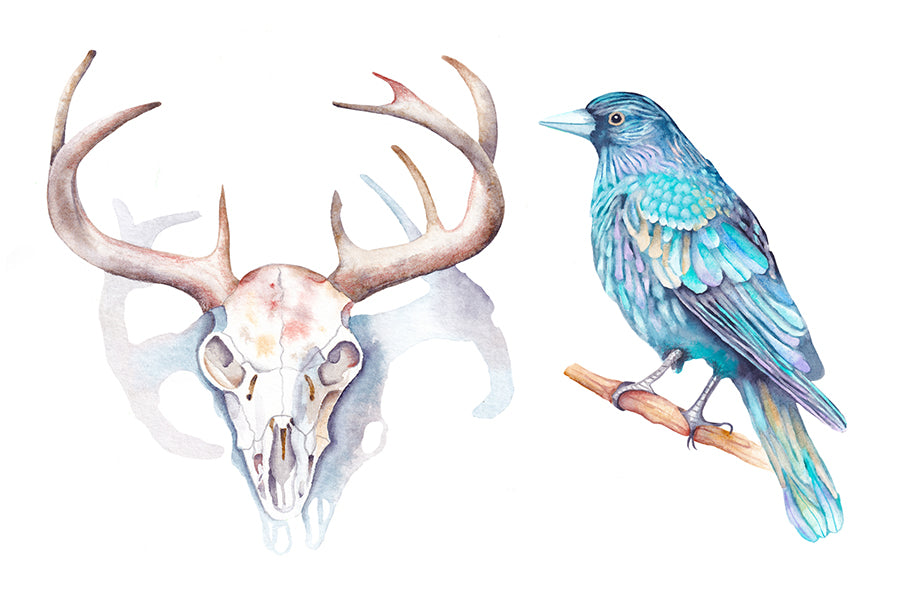 Deer skull with blue raven or crow. Wiccan pagan clipart instant download from hand-painted watercolor paintings. Great for journals pagan products, book of shadows and creating your own withch gifts.