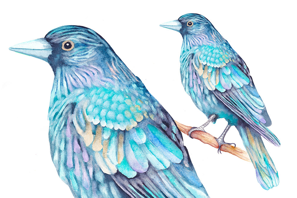 Watercolor blue ravens / crows on a branch with a white background. Wiccan, pagan clipart instant download from hand-painted watercolor paintings. Great for journals pagan products, book of shadows and creating your own witch gifts. 